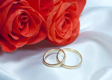 Due rose , due anello Bianco Biancheria intima №7251