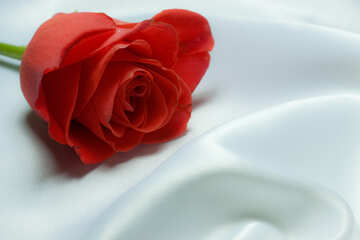 Роза для любимого. Картинка на рабочий стол №7242