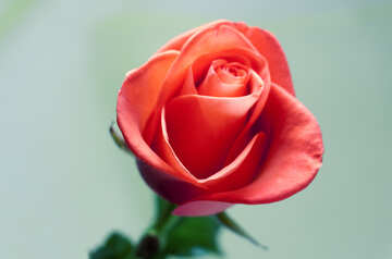 Red  Rose №7190
