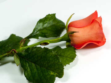 Rojo Rose , mentiras en Blanco fondo. №7186