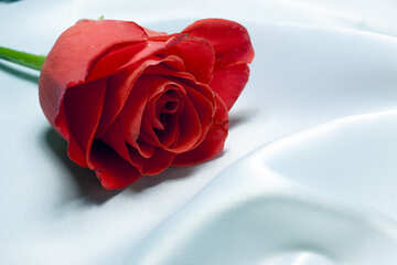 Rojo en . Blanco Rose en tejido. №7179