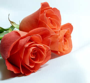 Buds  Roses  at  White  background. №7285