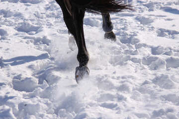 Pferd  Füße   Schnee №7553