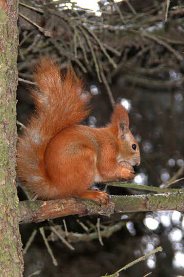 Squirrel  nibbles  Nut №7544