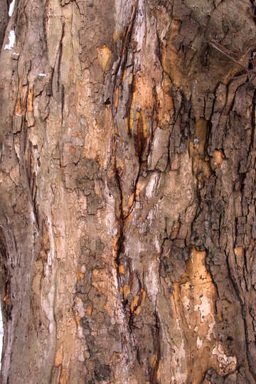 Кора дерева, текстура №7567