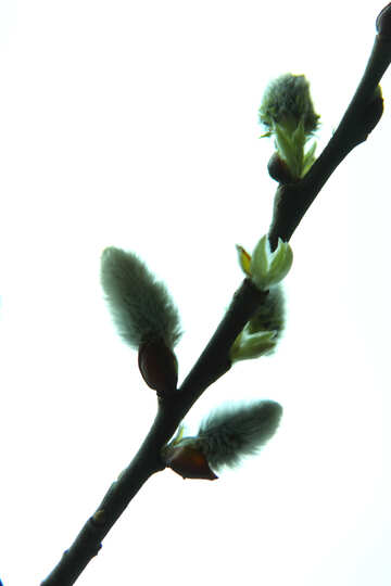 Sprig  willow  at  White  background №7606