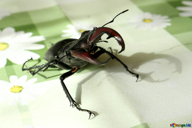 Escarabajo ciervos №7346