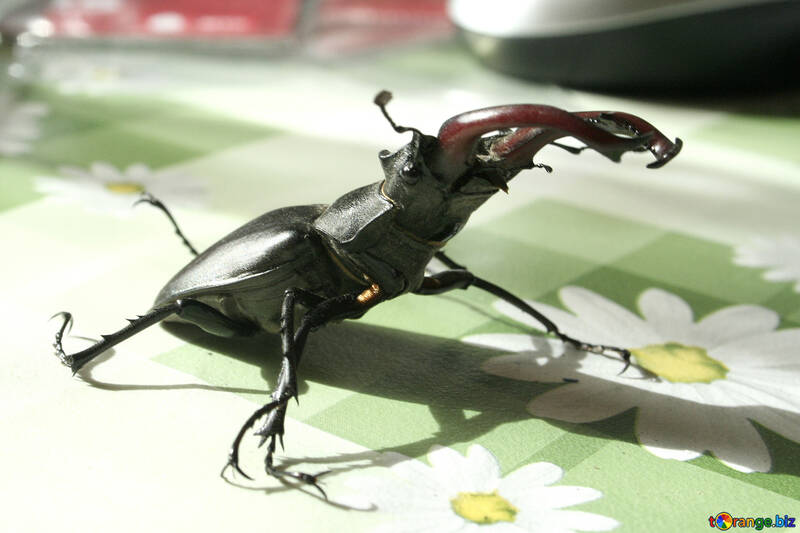 Escarabajo ciervos sustos №7348