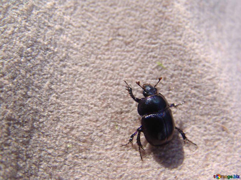 Estiércol escarabajo №7393