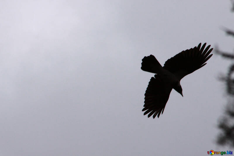 Raven  flying №7543