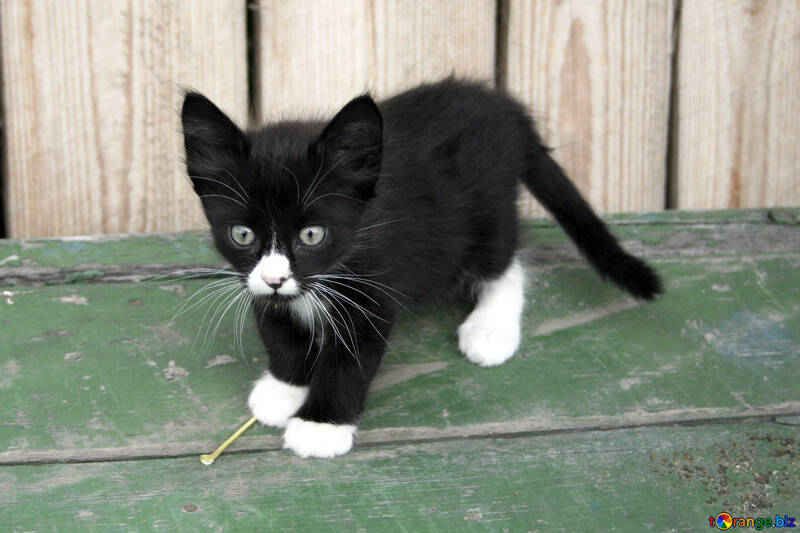 Black   White  kitten №7497