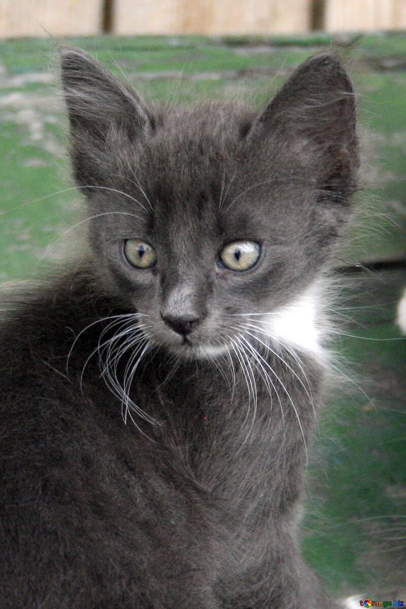 Grey  kitten №7494