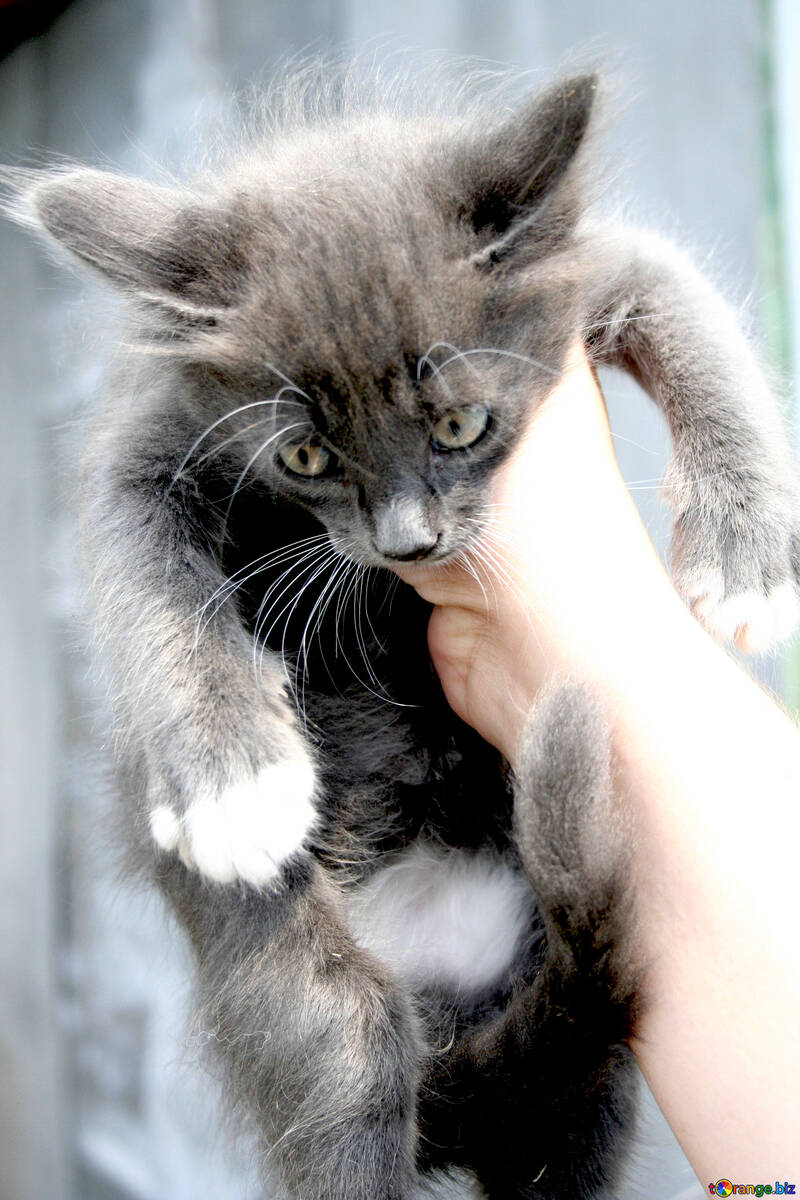 Kitten  Gray  Color №7495