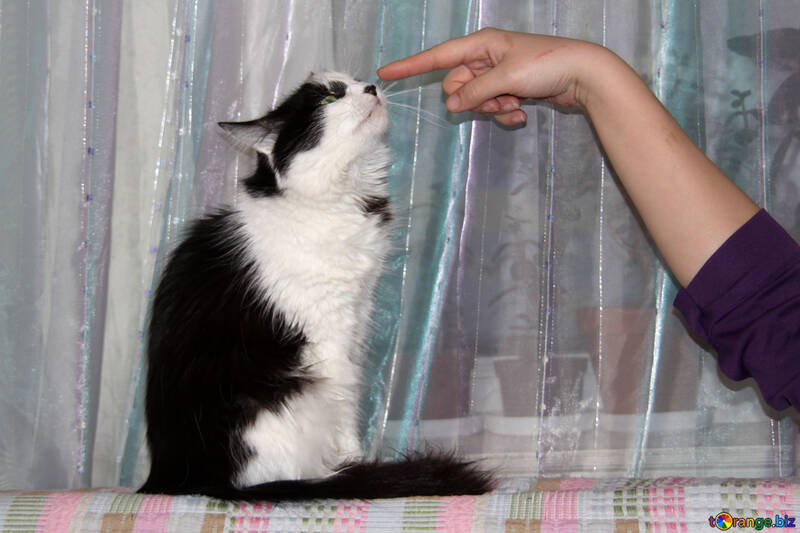 Cat  watch  at  finger №7354