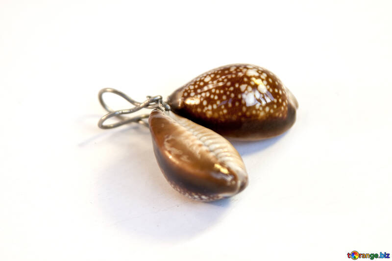 Earrings  of the  shells №7668