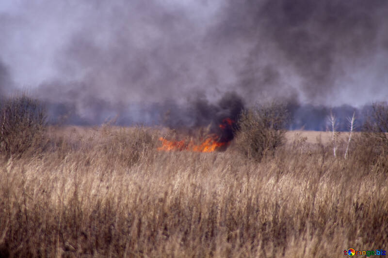 Burn  Field №7430