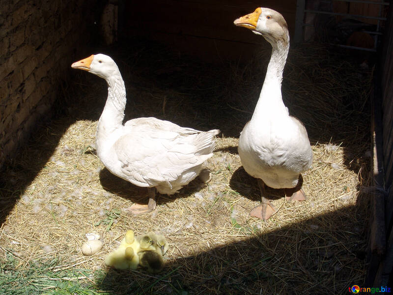 Geese  and  goslings №7498