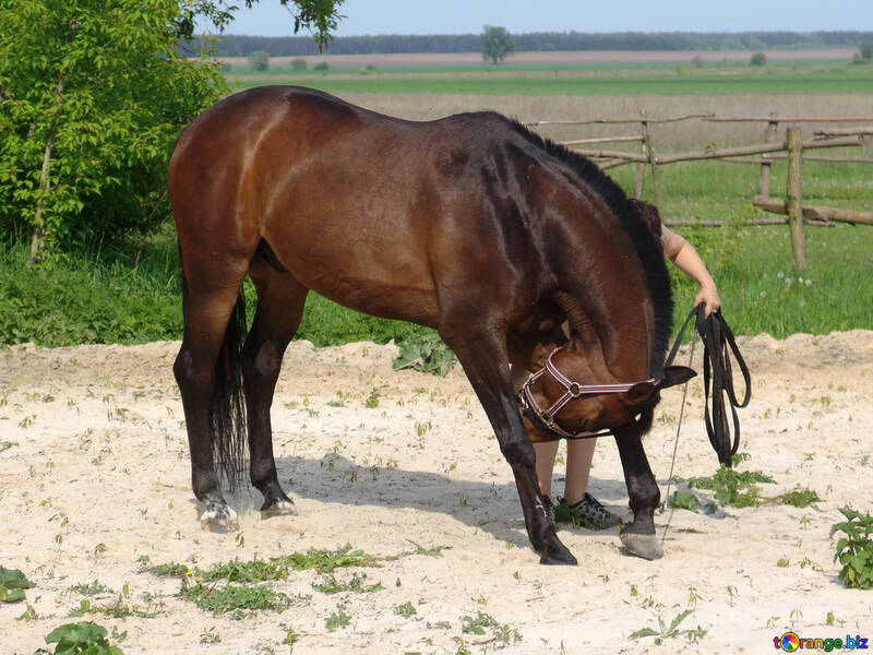 Pferd Bögen №7613