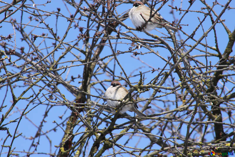 Sparrows  at  tree №7538