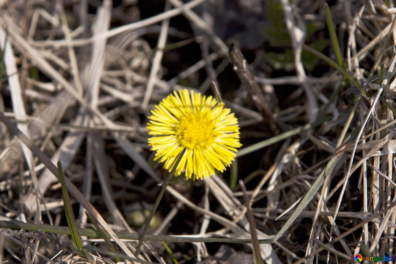 Coltsfoot . flor. №7621