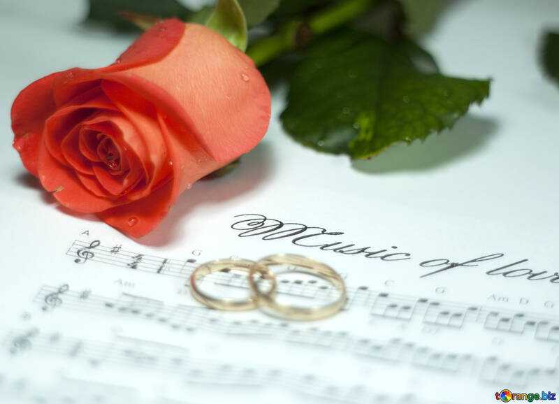 Rosa , boda anillo y Notas . Música amantes. №7230