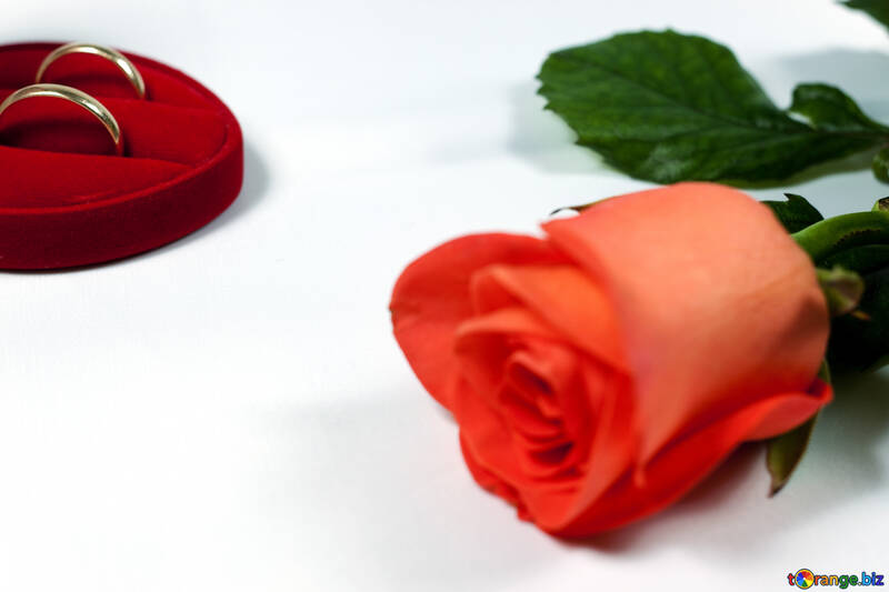 Wedding   ring   box and rose. №7249