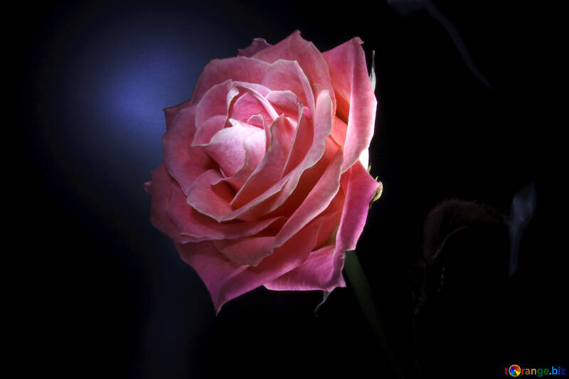 Rose flower №7630