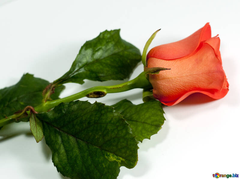 Rot Rose , Lügen an Weiß Hintergrund. №7186