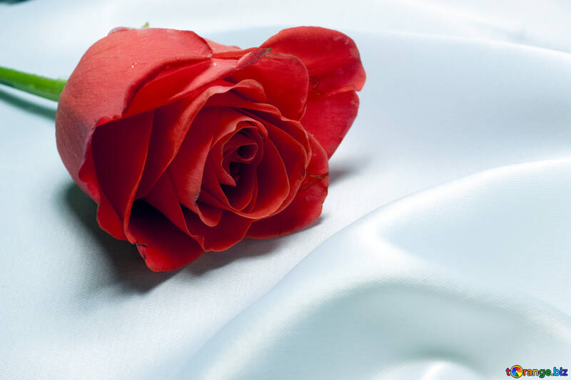 Червоне на білому.Роза на тканині. №7179