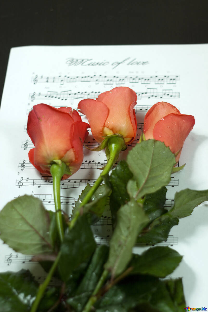 Roses et notes. №7145