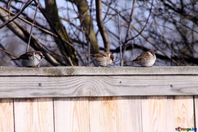 Sparrows  at  fence №7539