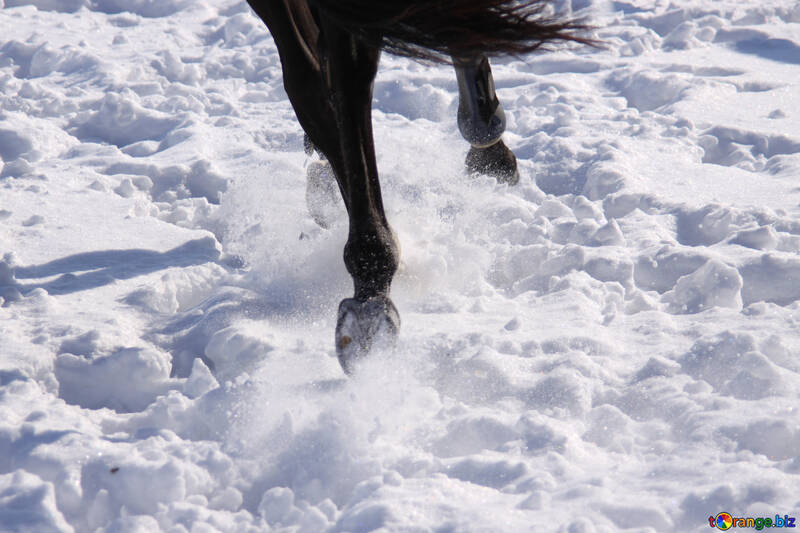 Cavallo  piedi   neve №7553