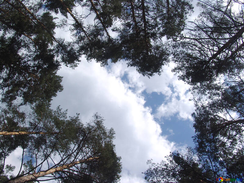 Sky  of the  canopy trees №7450