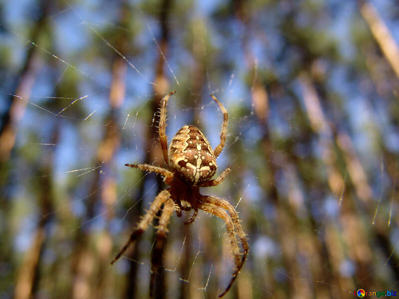 Spider web. №7390