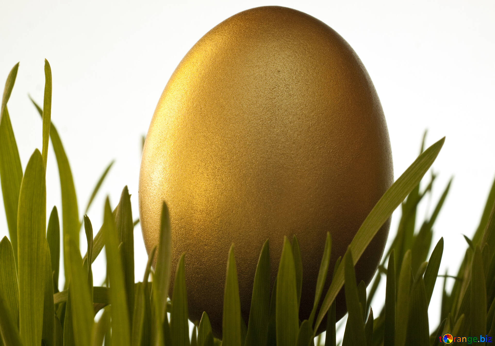Найдите золотое яйцо