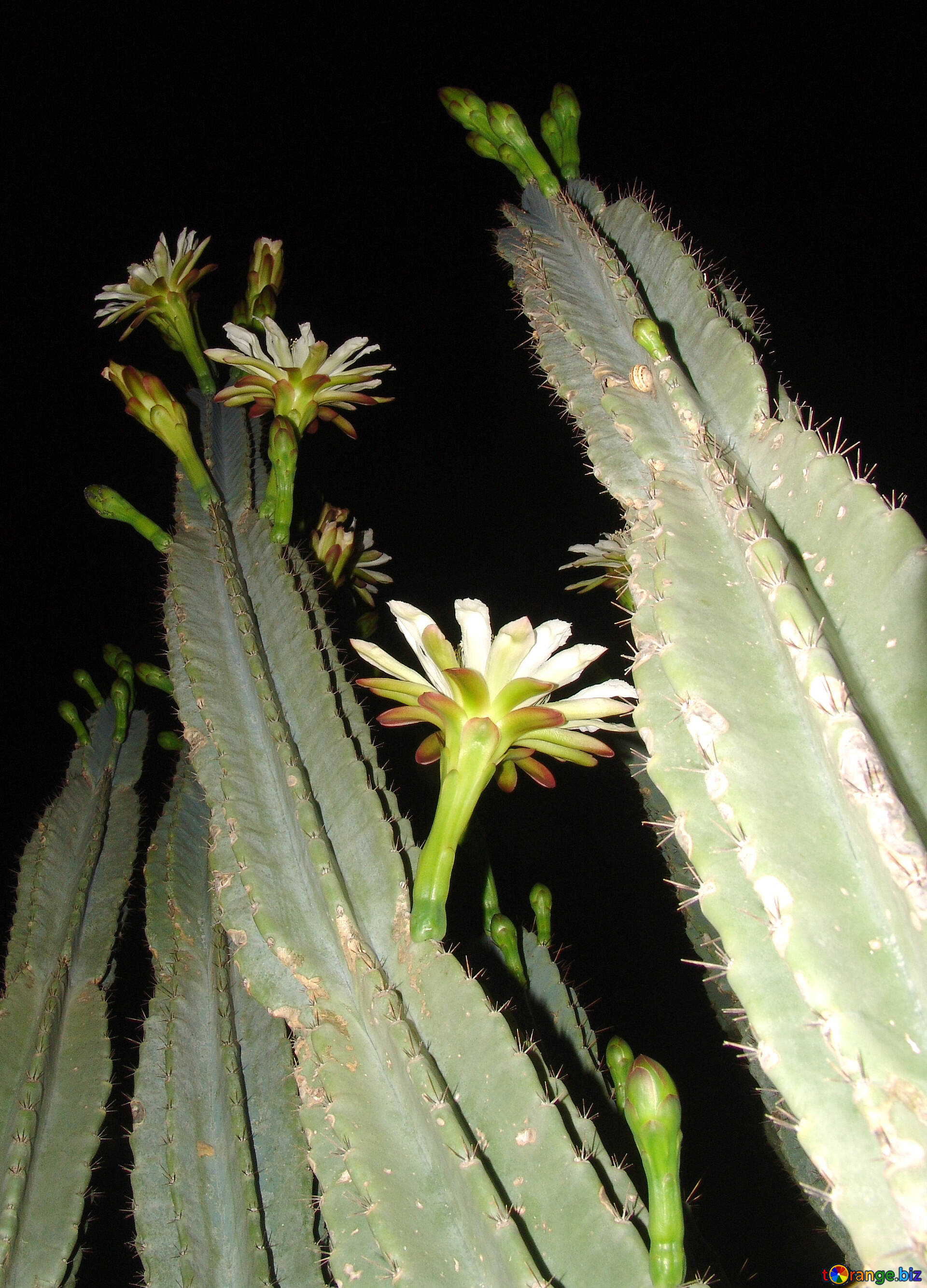 Cacti image large cactus flowers images night № 8855  ~ free  pics on cc-by license