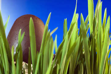 Chocolate  Egg  at  Blue  background №8125
