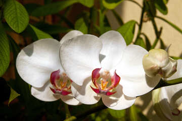 Flores.  Orquídea. №8958