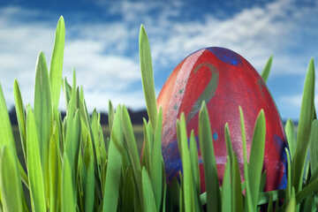 Easter  Egg  Spring   grass №8161