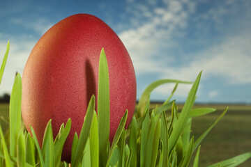 Hidden   grass  Easter  egg №8136