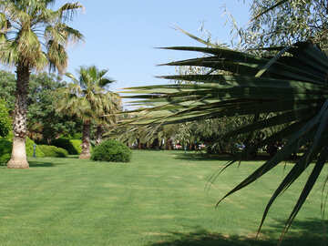 Lawn   palms №8469