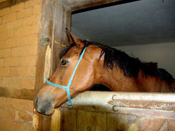 Horse  in  stable №8519