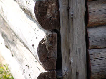 Lizard  at  wooden  wall  №8871