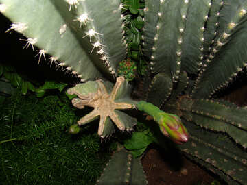 Cactus №8866