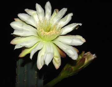 Cactus.  Fiore. №8859