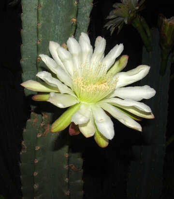 Fleur  cactus №8848