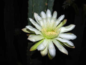 Flower  cactus №8864