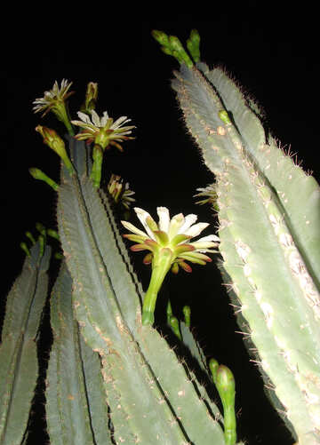 Grand  cactus  fleurs №8855