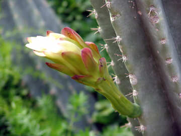 Needles  cactus №8862