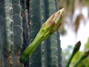 Cactus,  germoglio  fiore №8861